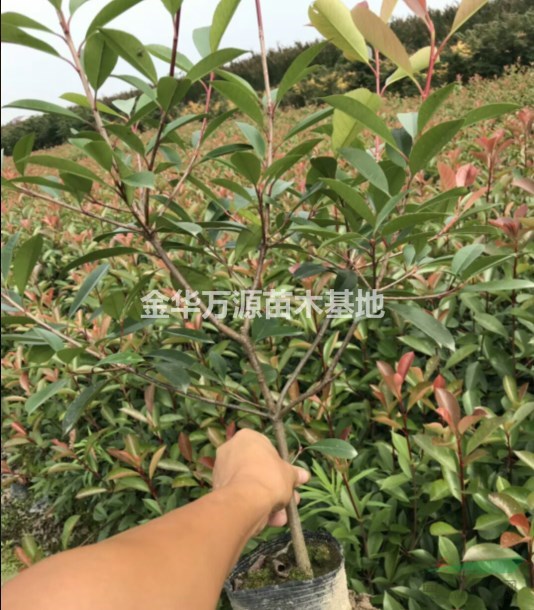 安徽紅葉石楠樹價格，金華紅葉石楠大小杯苗種植基地 貨好選擇多