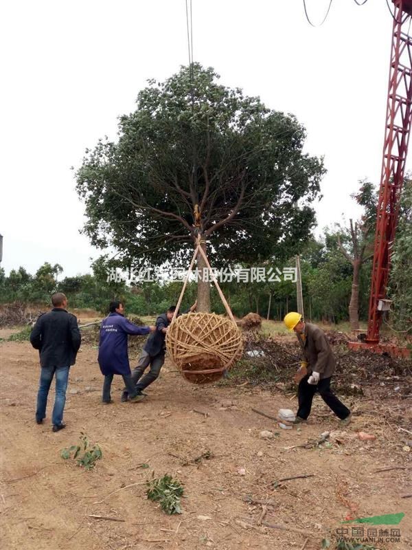 湖北全冠柚子樹丨湖北原生柚子樹丨湖北移栽香櫞香泡