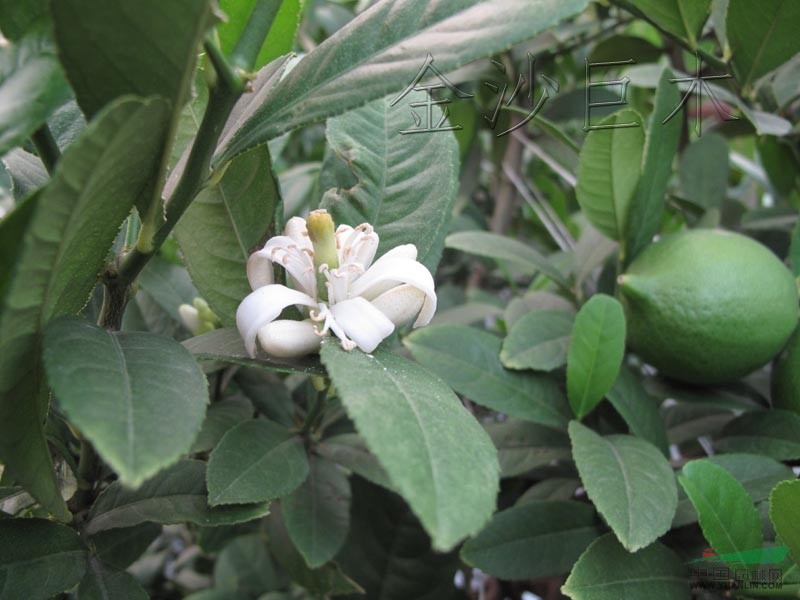 香櫞（四季開花四季結(jié)果）、金桂丹桂20-30CM小苗