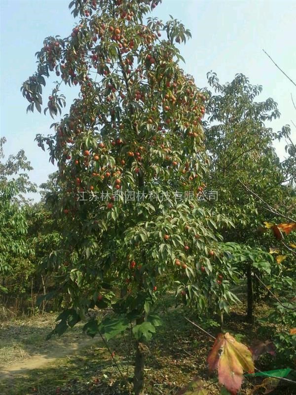 四照花、紅果四照花、江蘇四照花基地、四照花介紹