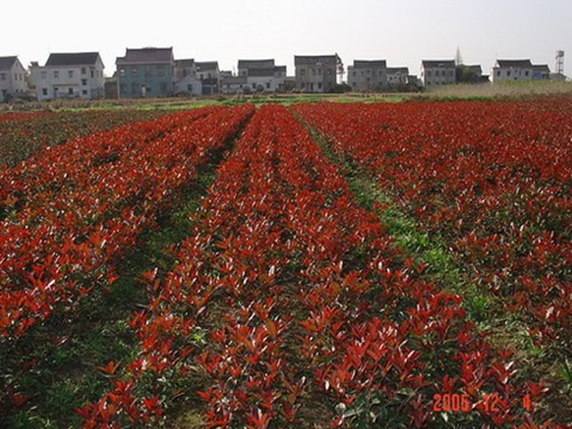 紅葉石楠小苗