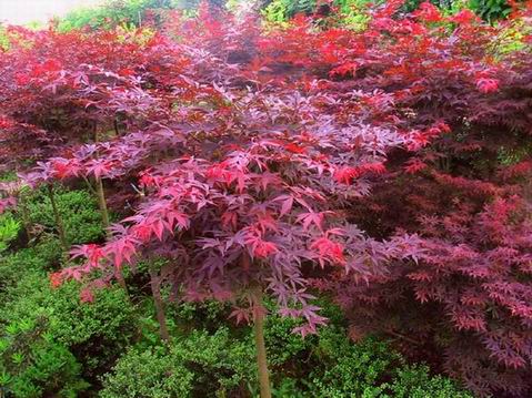 楊梅、紫薇、紅楓、銀杏、桂花等苗木