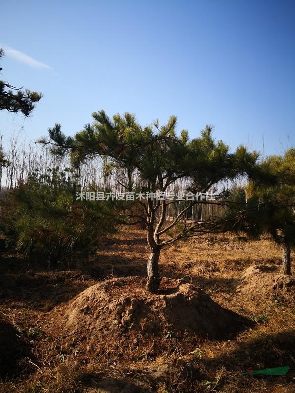 油松基地大量供應油松小苗量大價優(yōu)