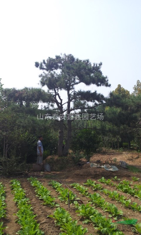 山東泰安油松黑松景松