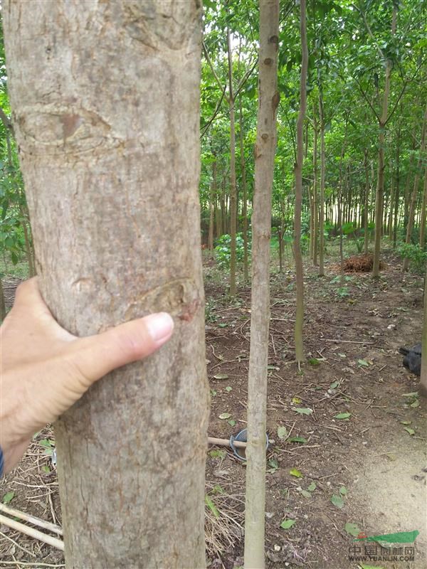 大量供應(yīng)宮粉洋紫荊,羊蹄甲,秋楓，水葡萄，羅漢松，竹柏，翠柳