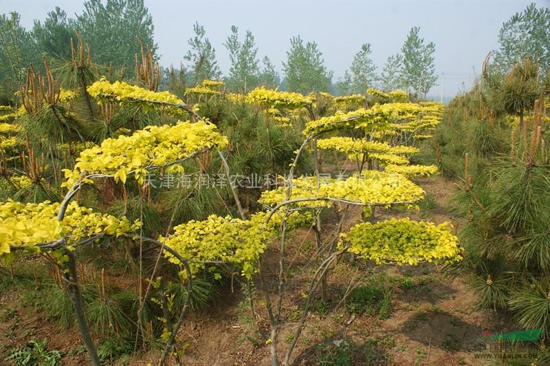 金葉榆造型樹，油松，金葉榆容器苗