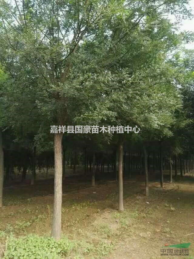 白蠟樹價格 -白蠟樹多少錢-白蠟樹農(nóng)戶報價