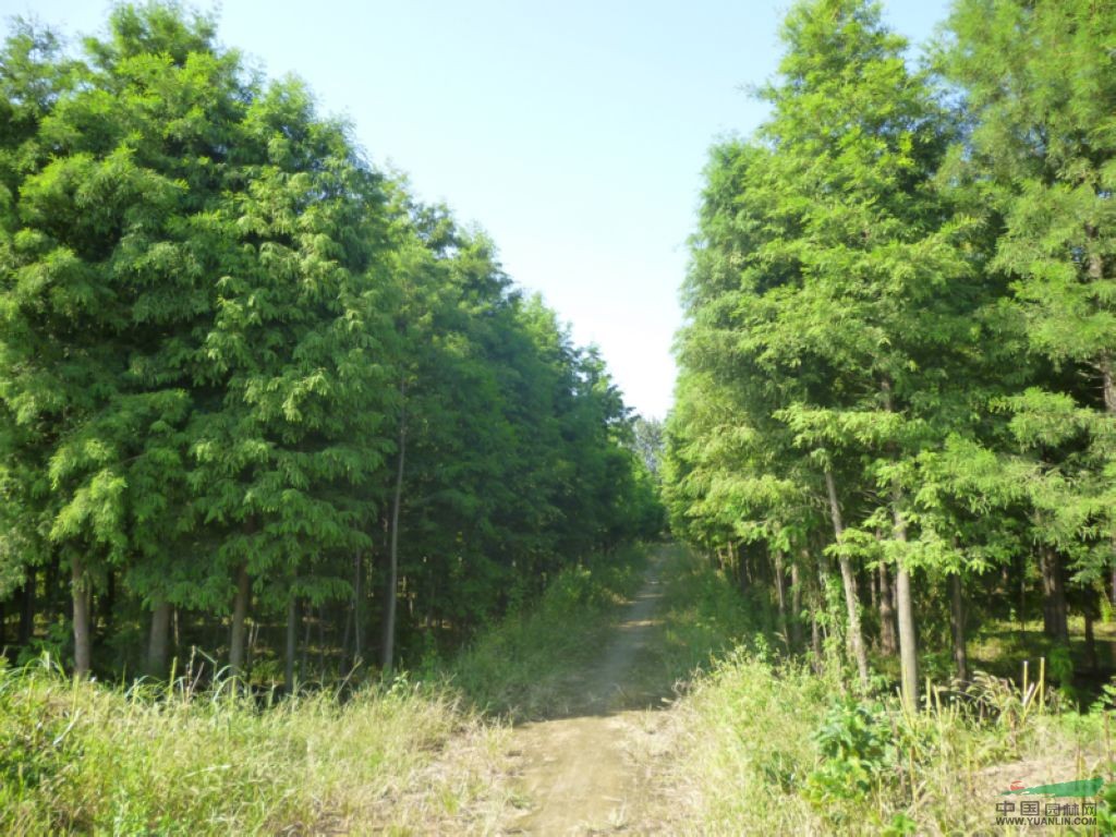 各規(guī)格落羽杉及一年生落羽杉、欒樹(shù)、白蠟、苦楝、合歡，臭椿