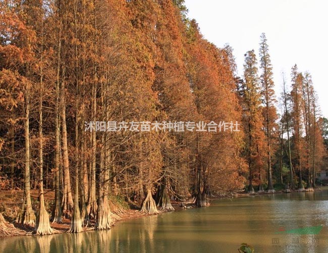 沭陽(yáng)落羽杉發(fā)往全國(guó)各地 落羽松 落羽杉基地直銷