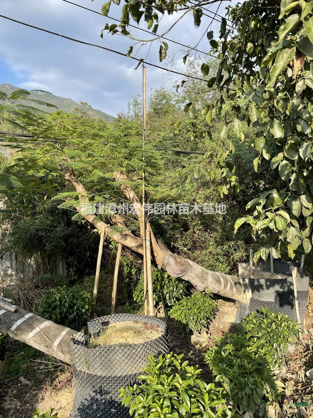 福建漳州斜飄鳳凰木價(jià)格_福建斜飄鳳凰木基地