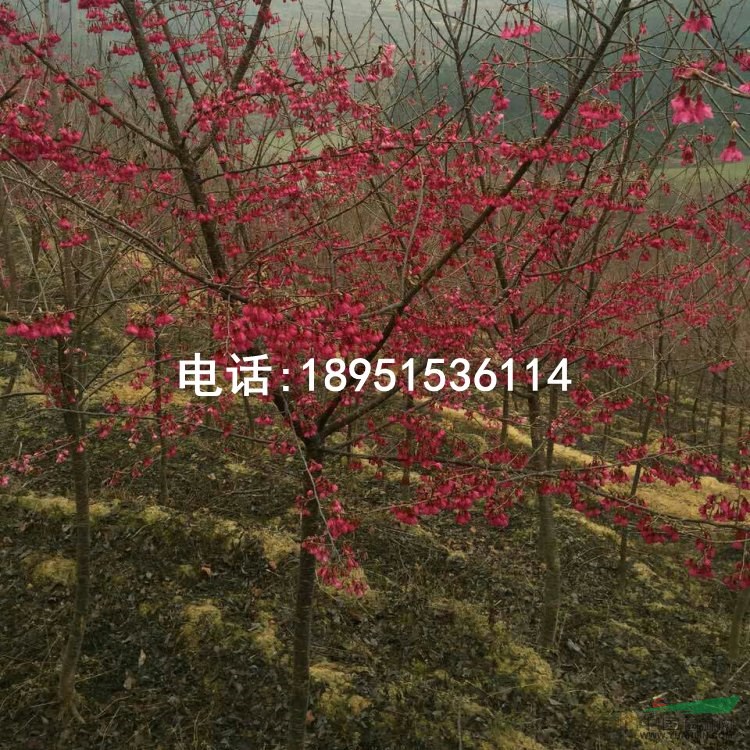 福建山櫻花 紅櫻花 基地直銷