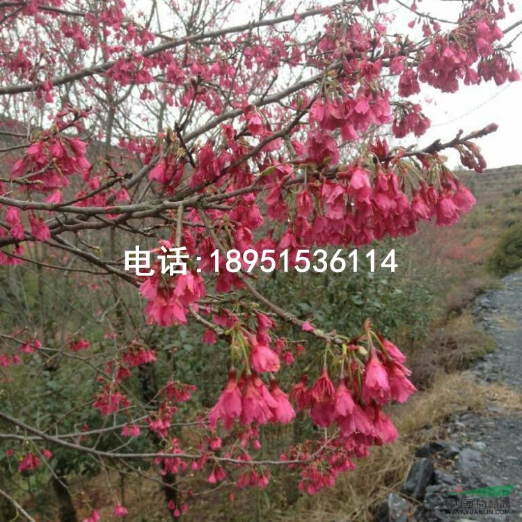 福建山櫻花 紅櫻花 基地直銷