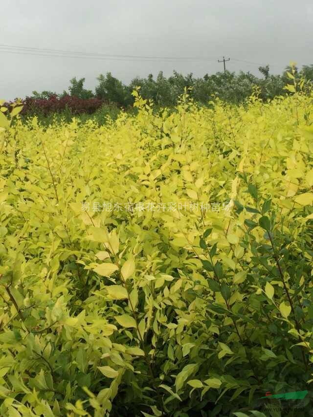 盆栽金葉榆、營養(yǎng)缽金葉榆是色塊綠化的新的綠化革命和未來生力軍