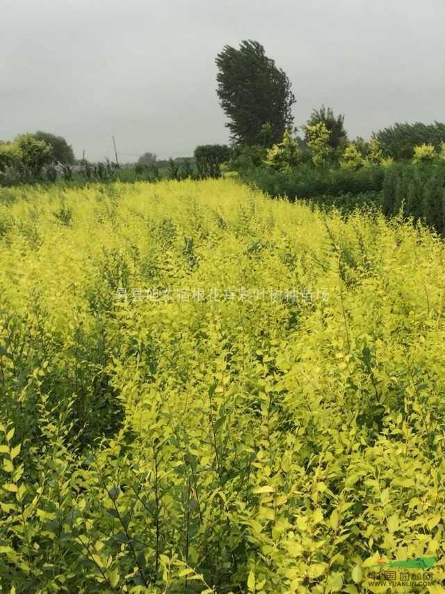 盆栽金葉榆、營養(yǎng)缽金葉榆是色塊綠化的新的綠化革命和未來生力軍