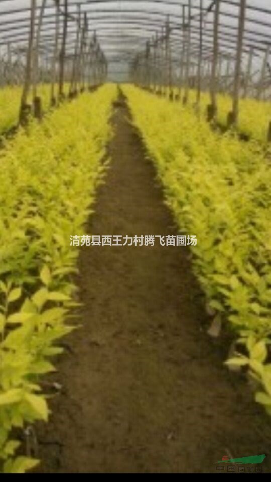 金葉榆 保定金葉榆 ，河北河南的金葉榆最多 北方金葉榆