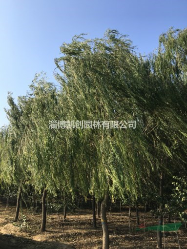 淄博15公分柳樹種植基地-臨淄凱創(chuàng)園林生機盎然