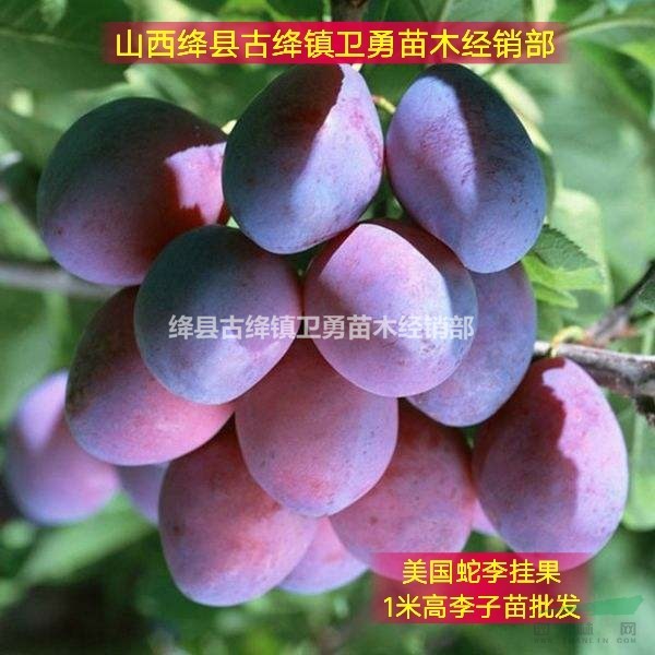 李子樹(shù)苗種植幾年結(jié)果？李子苗一畝地種植多少棵？