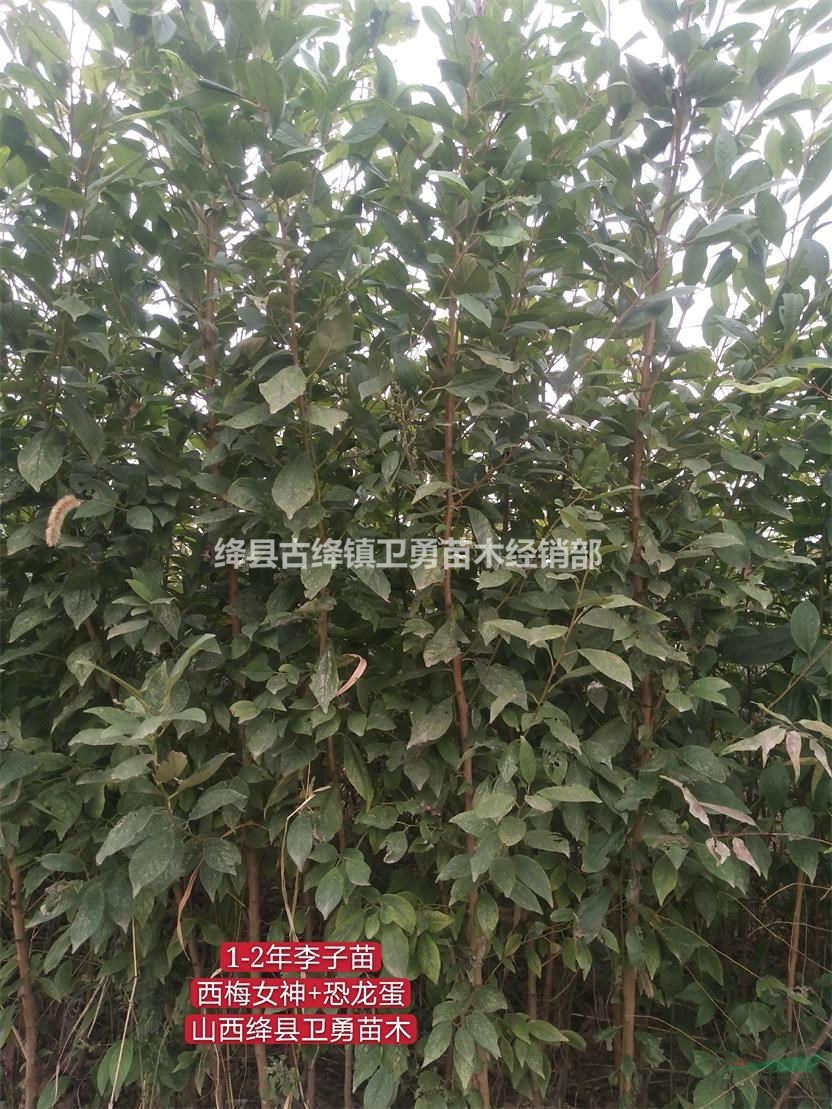 李子樹(shù)苗種植幾年結(jié)果？李子苗一畝地種植多少棵？