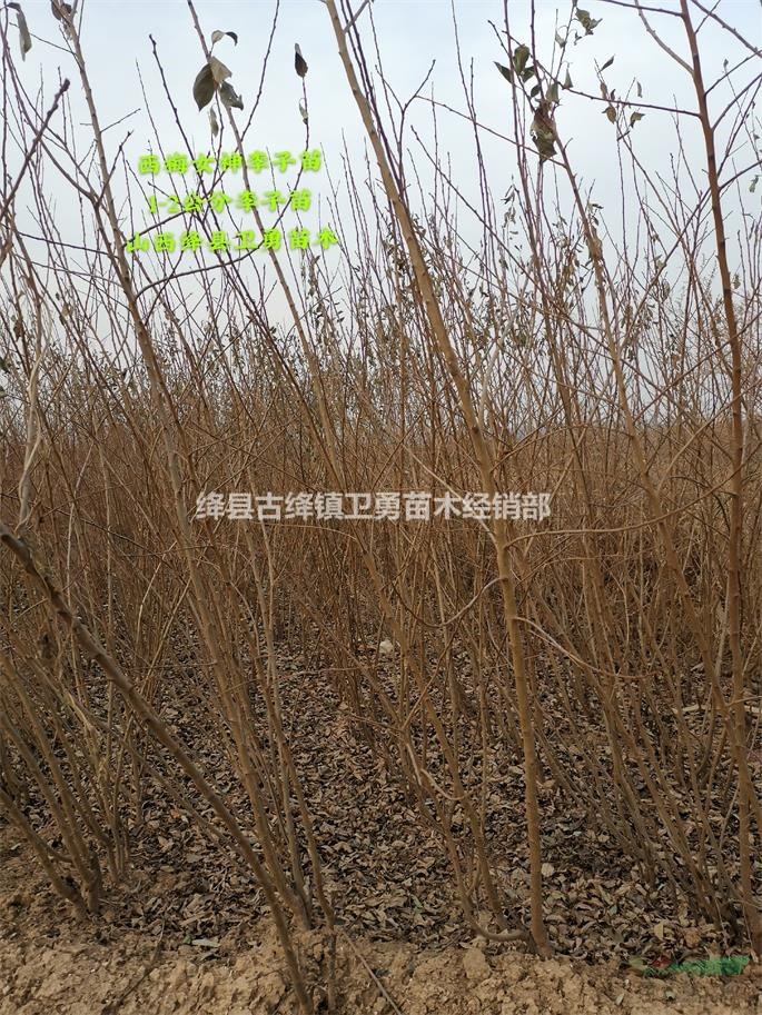 李子樹(shù)苗種植幾年結(jié)果？李子苗一畝地種植多少棵？