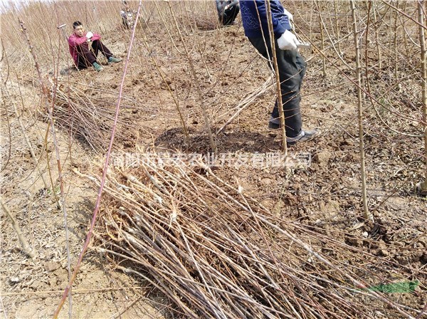 李子新品種 蜂糖李子苗批發(fā) 李子樹的種植方法 