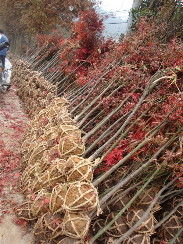 桃樹、柿樹、移栽桃樹、柿樹、李子樹