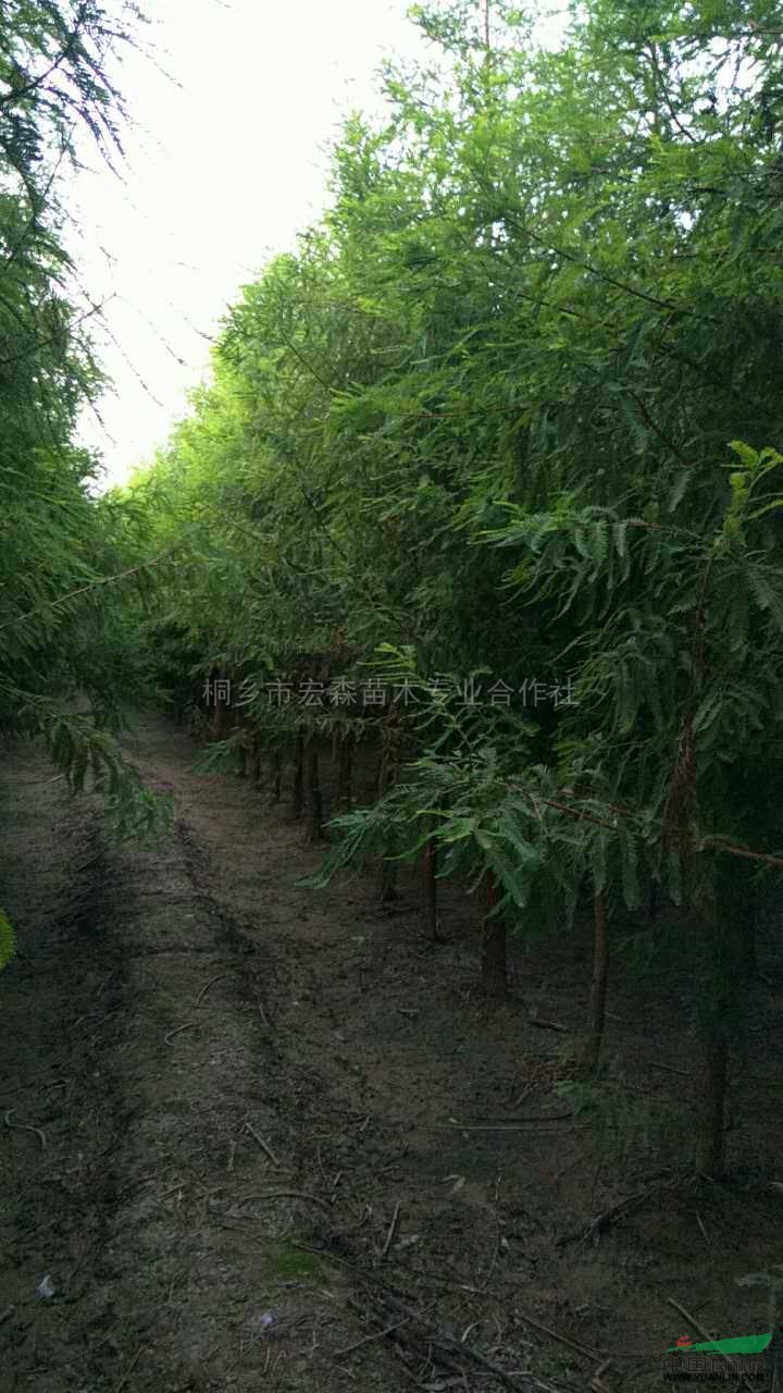 墨西哥落羽杉2報價/浙江墨西哥落羽杉2報價