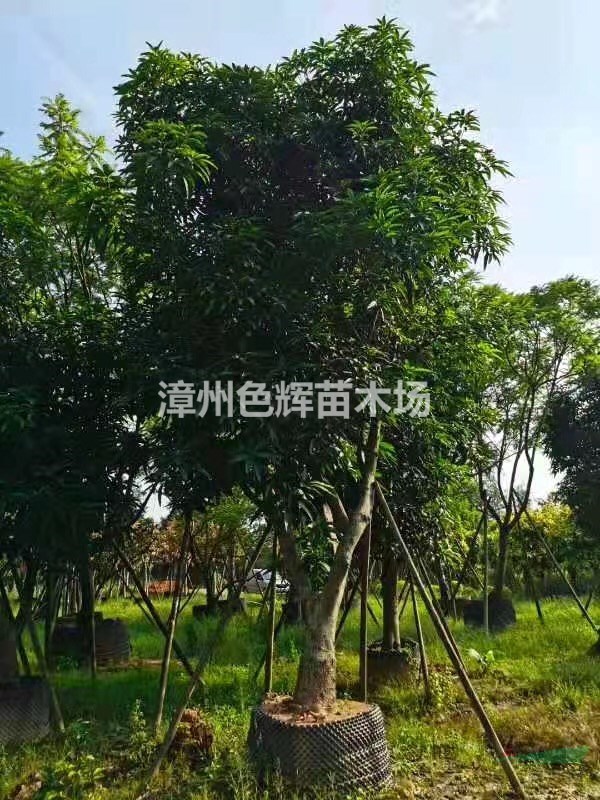 芒果樹價(jià)格 芒果樹基地報(bào)價(jià) 地苗 移植苗 好成活