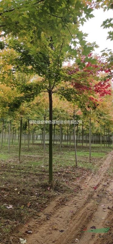 河南鄢陵 美國紅楓種植基地 