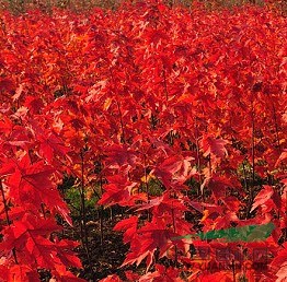 江蘇美國紅楓幼苗介紹