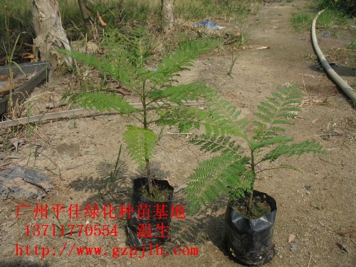 幌傘楓苗 藍(lán)花楹苗 細(xì)葉欖仁苗 美麗異木棉苗