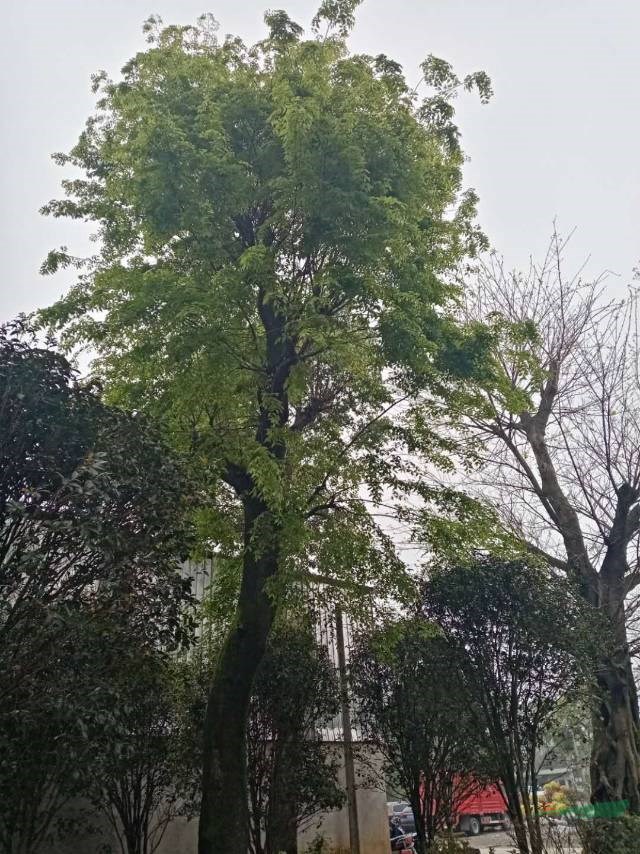 今年本苗圃樸樹價格便宜批發(fā)供應樸樹小苗大規(guī)格樸樹大埔數(shù)樸樹報