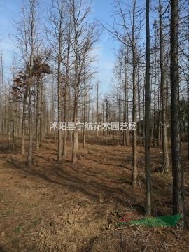 江蘇水杉江蘇落雨杉江蘇冷杉江蘇中山杉江蘇金葉水杉等