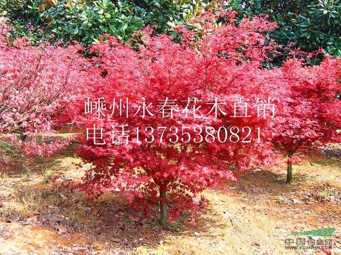 大量提供  3cm-11cm的日本紅楓，常年紅紅楓，價(jià)格優(yōu)惠