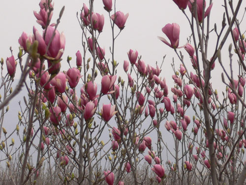 花石榴