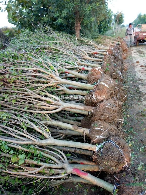 [供應]江蘇果石榴基地 批發(fā)便宜的果石榴樹 蘇北果石榴便宜批