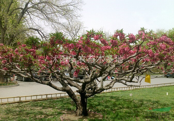 桃樹(shù)哪里便宜、桃樹(shù)小苗價(jià)格-圖片、桃樹(shù)工程苗價(jià)格-圖片