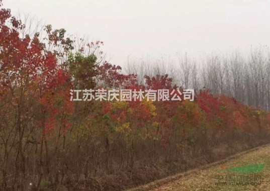 江蘇常年供應(yīng)8公分~18公分紅烏桕  紅烏桕價(jià)格