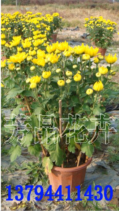 發(fā)財樹,雞冠花,菊花,米蘭,茉莉花,牽?；?石榴,石竹,竹柏