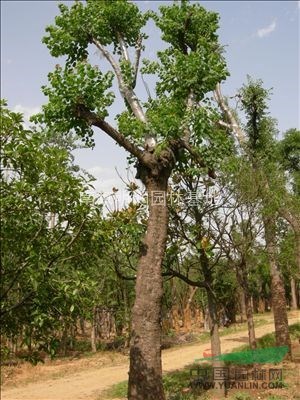 南京烏桕價(jià)格參考 大型烏桕基地