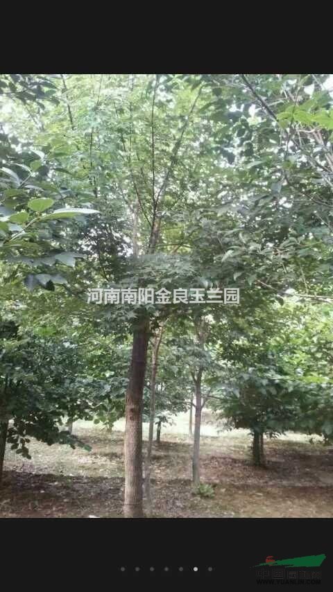 南陽五角楓 河南五角楓基地 中原五角楓之鄉(xiāng)