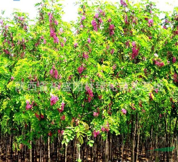 陜西香花槐1/香花槐1批發(fā)