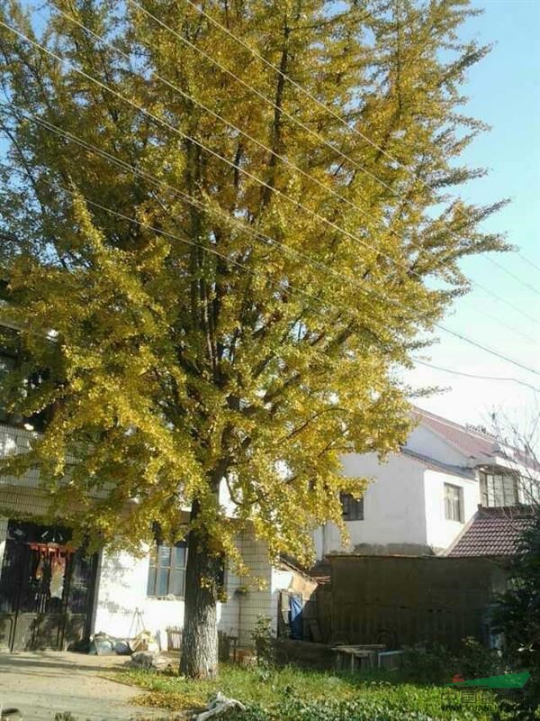 大量銀杏樹桂花樹出售