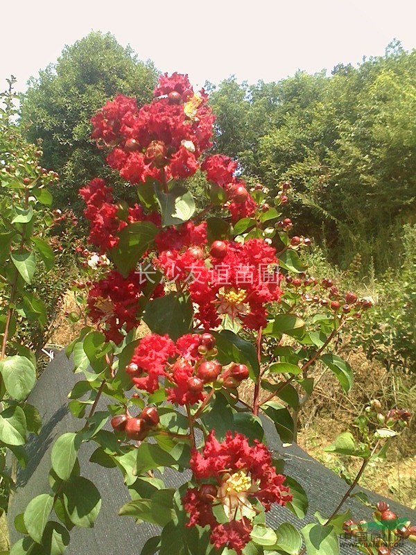 紅花紫薇，美國紅火箭紫薇，紅火球紫薇，櫻花，夏娟價格