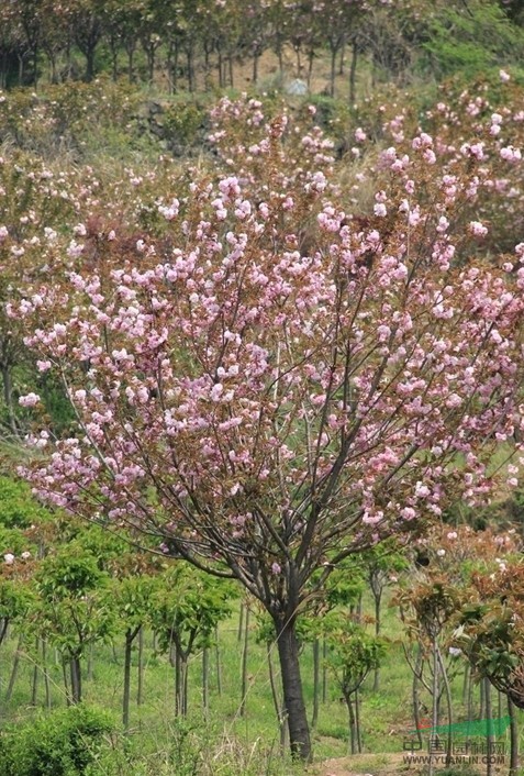 櫻花行情報(bào)價(jià)櫻花圖片展示