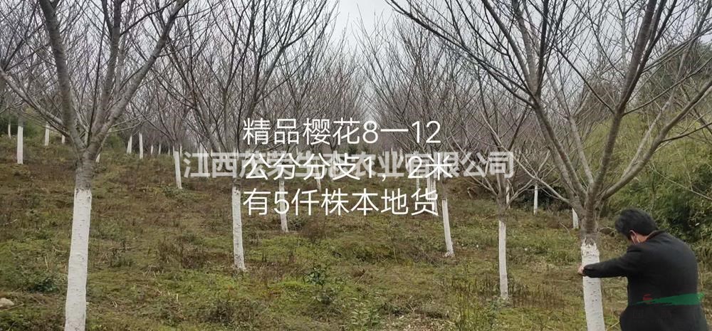 大小規(guī)格櫻花 江西櫻花樹 南昌櫻花價(jià)格基地