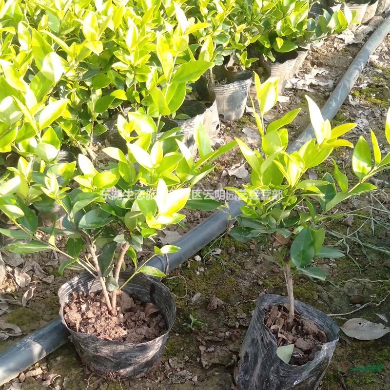 武漢百玉蘭百合仙人掌柱迎春花月季茉莉杜鵑竹子櫻花桃花樹苗