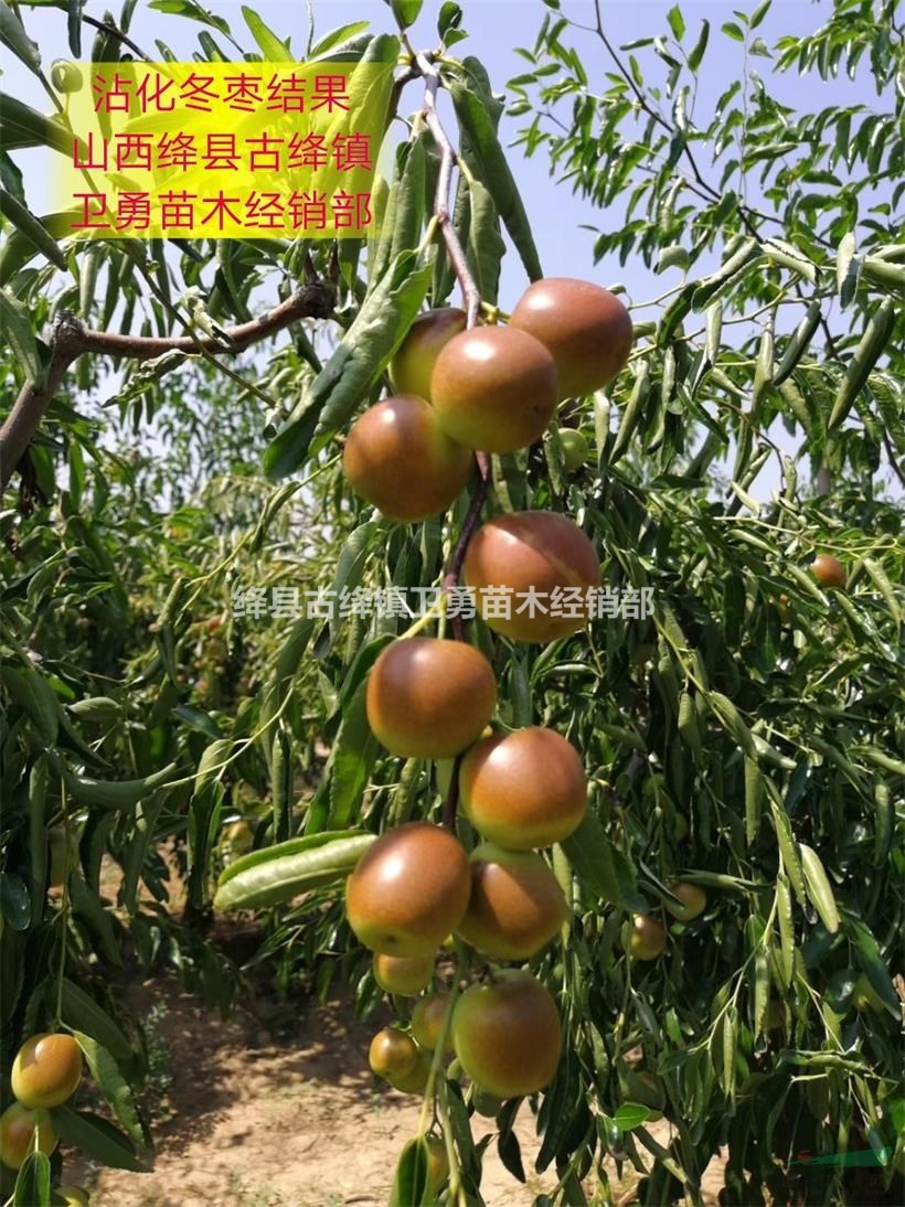 棗樹苗一畝地種植多少棵?棗樹苗幾月份種植成活率好？