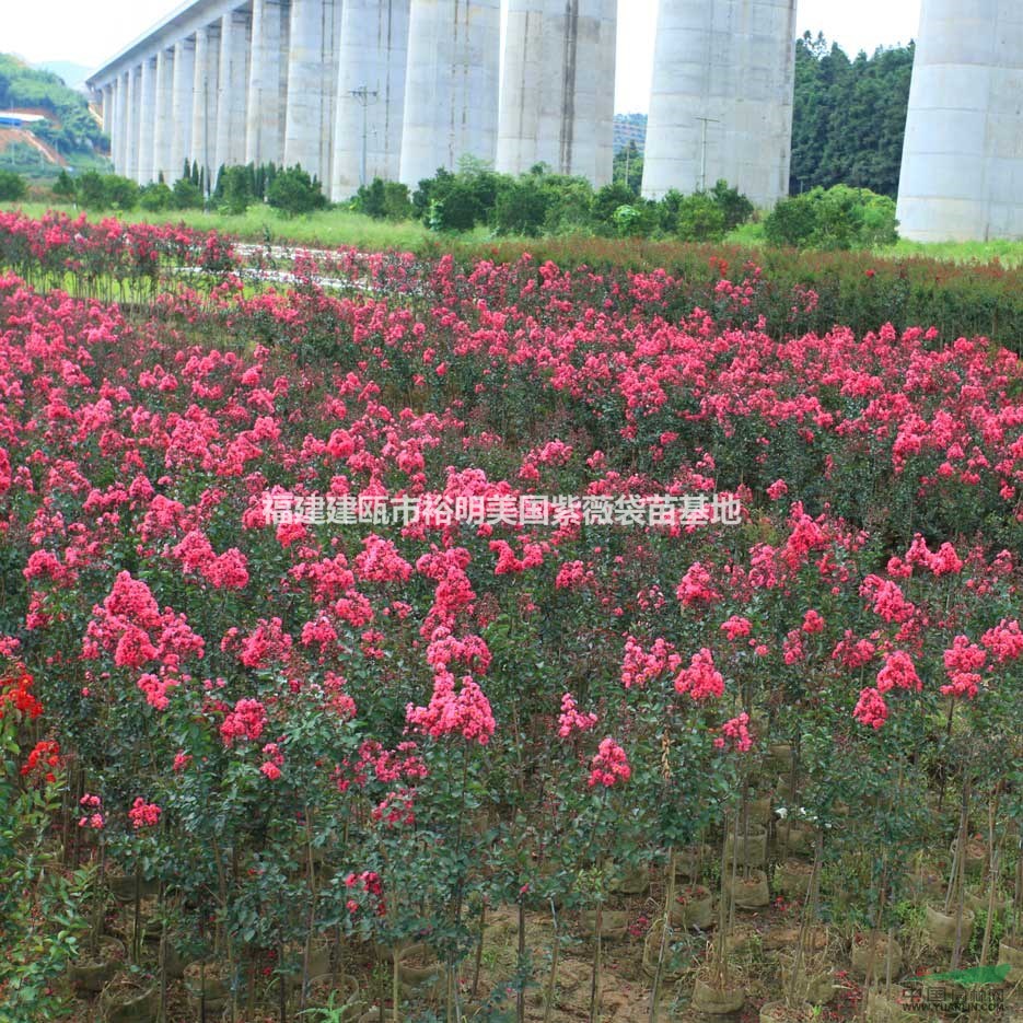 紅葉紫薇基地實(shí)拍照片 建甌市最大的紅葉紫薇基地 南平紅葉紫薇