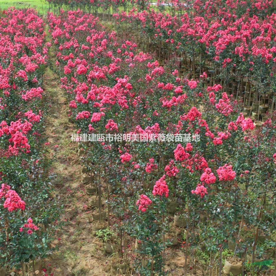 紅葉紫薇基地實(shí)拍照片 建甌市最大的紅葉紫薇基地 南平紅葉紫薇