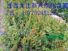 江西紫薇 九江紫薇 紫薇供應(yīng) 江西九江紫薇最新行情報價 